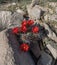 Claret Cup Cactus wedged in Desert Rocks