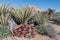 Claret Cup Cactus and Yucca in California Desert