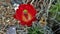 Claret Cup Hedgehog Cactus Bloom