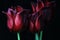 Claret red tulips on black background. Floral Fine Art