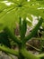 Clarity Amidst Chaos: Papaya Leaf Shoot in a Blurred Dirty Background