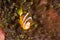 Clark\'s Anemone Fish