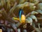 Clark\'s anemonefish