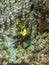 Clark`s anemonefish, Amphiprion clarkii. Bangka, Indonesia