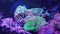 Clark`s anemonefish Amphiprion clarkii fish