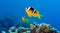 Clark\'s Anemonefish couple in the Red Sea,Egypt