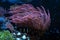 Clark\\\'s anemonefish hide in pink bubble tip anemone, poison animal move tentacles and protect fish, professional care