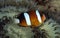 Clark\'s Anemonefish, Perhentian Island, Terengganu