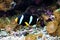 Clark`s anemonefish swimming in a coral reef