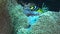 Clark`s anenomefish swims above its host anenome