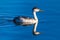 Clark`s Grebe