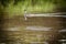 Clark`s Grebe Floating on a Lake