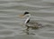 Clark`s Grebe in pond