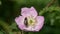 Clark`s Miner Bee Andrena clarkella. Miner Bee collects pollen on a wild dog-rose flower
