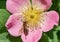 Clark`s Miner Bee Andrena clarkella. Miner Bee is on a wild dog-rose flower