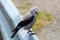 A Clark`s Nutcracker bird sitting on a barrier rail