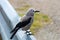 A Clark`s Nutcracker bird sitting on a barrier rail