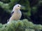 Clark\'s Nutcracker on a Branch