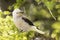 Clark`s nutcracker on fir tree