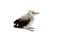 Clark\'s Nutcracker fledgling