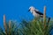 Clark`s Nutcracker Perched High in the Tree Tops