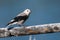 Clark`s Nutcracker Perched on a Weathered Wooden Fence