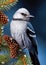 Clark\\\'s nutcracker sits on spruce branch