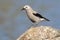 Clark`s nutcracker standing on boulder