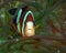 Clarkes Anemonefish Amphiprion clarckii