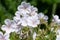 Clarkes geranium (geranium clarkei) flowers