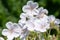 Clarkes geranium (geranium clarkei) flowers