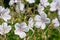 Clarkes geranium (geranium clarkei) flowers