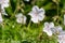 Clarkes geranium (geranium clarkei) flowers