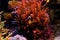 Clarkii Clownfish - Amphiprion clarkii