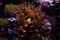 Clarkii Clownfish - Amphiprion clarkii