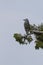 Clarks Nutcracker bird on evergreen branch