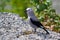 A Clarks Nutcracker bird standing on gravel