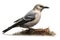 Clarks Nutcracker Isolate on white Background.