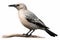 Clarks Nutcracker Isolate on white Background.