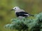 Clarks Nutcracker - Nucifraga columbiana