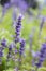 Clary Sage