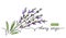 Clary sage herb color vector illustration, drawn sketch for label design. One continuous line art drawing with lettering