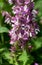 Clary sage plant (Salvia sclarea)