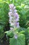 Clary Sage (Salvia sclarea)