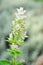 Clary Sage Salvia Sclarea Medicinal Herb Plant Used in Cosmetics and Pharmaceuticals Industry