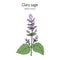 Clary sage Salvia sclarea , medicinal plant