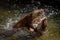 Clash of otters. European river otters, Lutra lutra, fighting in water, splashing water drops around. Endangered fish predator.