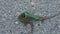 Clash of two males of sand lizard, Lacerta agilis. Funny scene from wildlife. Reptiles natural behavior. Habitat Europe, Asia.