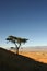 Classic African Acacia on hillside with Fields and Mountain Range in distance