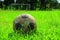 Classic ball football on grass